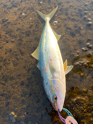 フクラギの釣果