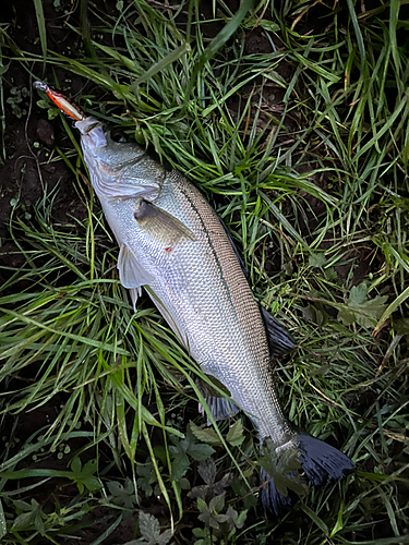 フッコ（マルスズキ）の釣果