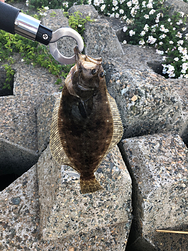 ソゲの釣果