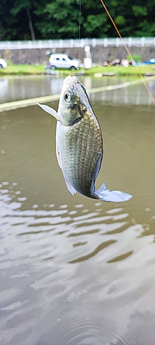 ヘラブナの釣果