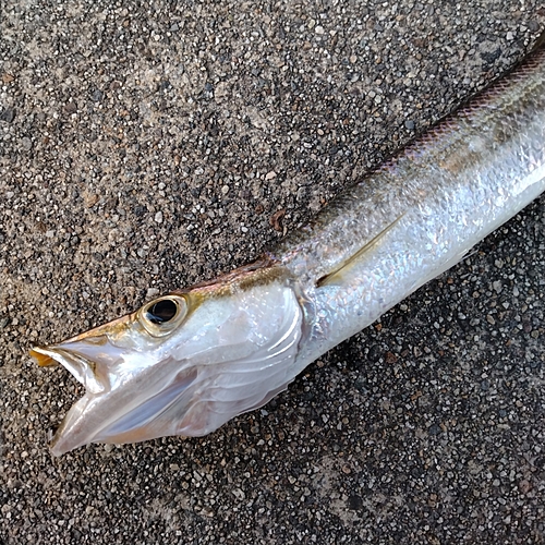 カマスの釣果