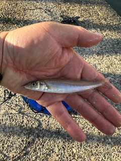 キスの釣果