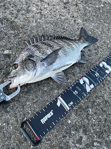 チヌの釣果