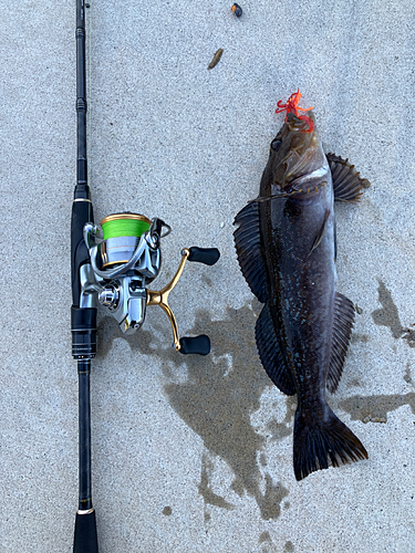 アイナメの釣果