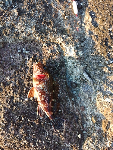 アラカブの釣果