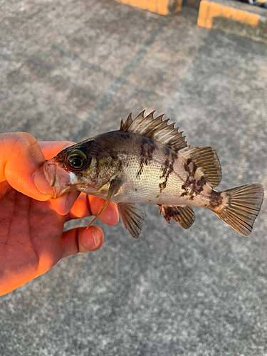 メバルの釣果