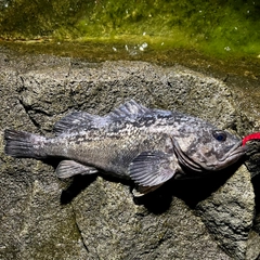 クロソイの釣果