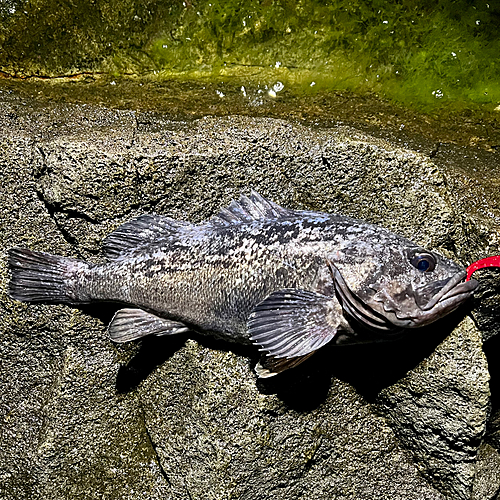 クロソイの釣果