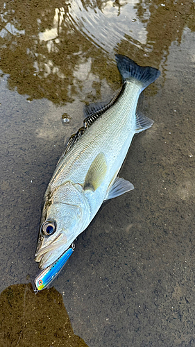 セイゴ（マルスズキ）の釣果