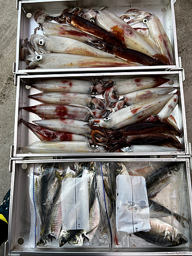 シロイカの釣果