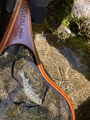 アマゴの釣果