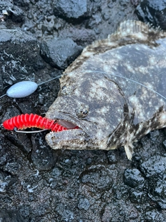 ヒラメの釣果