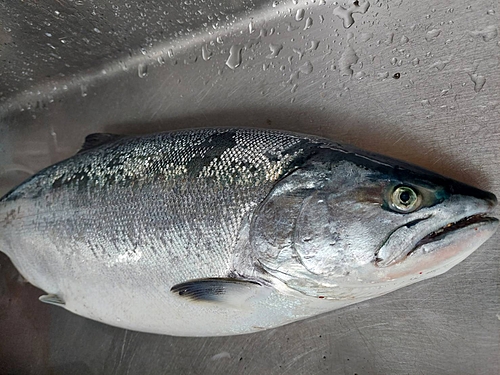 サクラマスの釣果