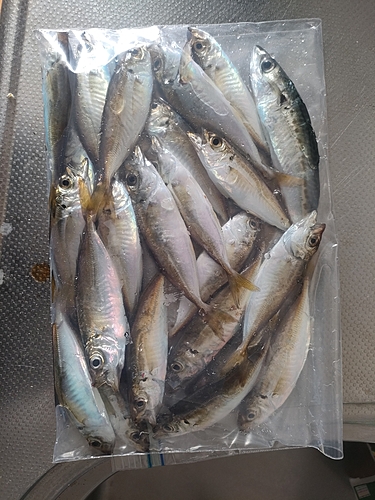 アジの釣果