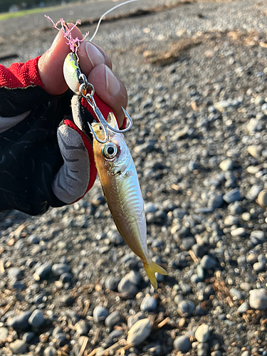 マアジの釣果