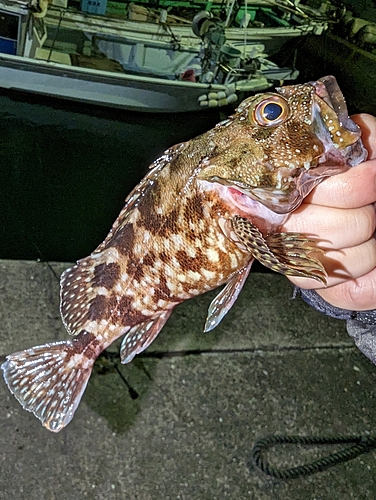 アラカブの釣果