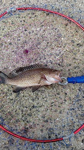 オオモンハタの釣果