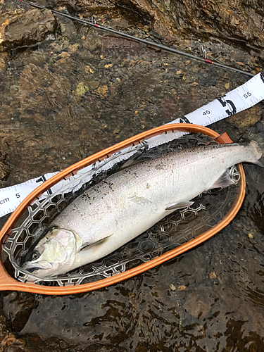 サクラマスの釣果