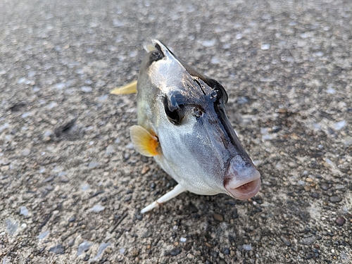 ギマの釣果