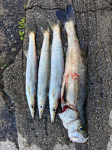 シーバスの釣果