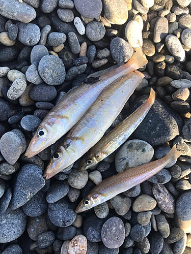 キスの釣果