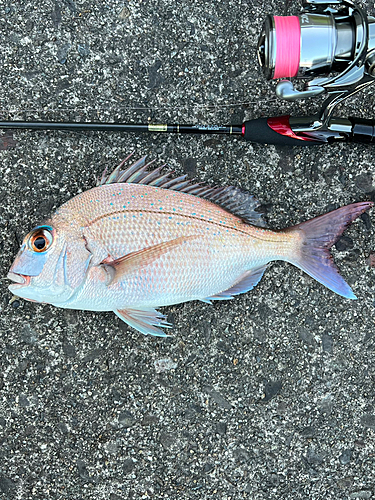 マダイの釣果