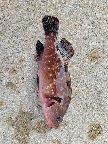 キジハタの釣果