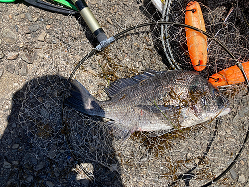 チヌの釣果