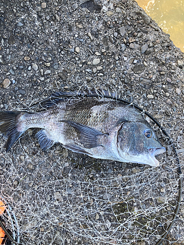 チヌの釣果