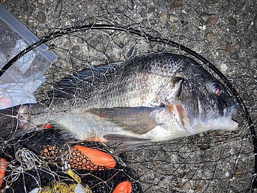 チヌの釣果