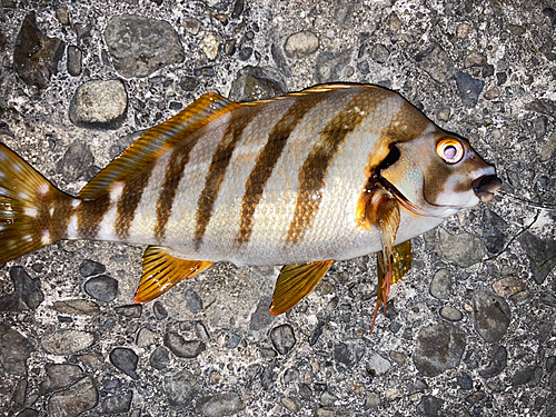 タカノハダイの釣果