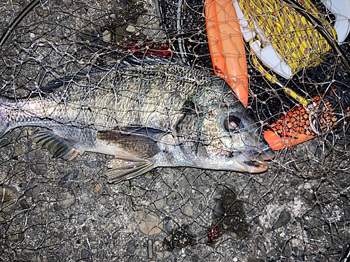 チヌの釣果