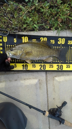 スモールマウスバスの釣果