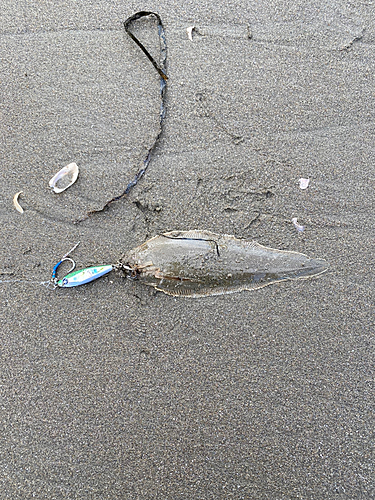 シタビラメの釣果