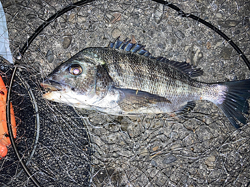 チヌの釣果