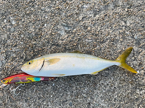 ツバスの釣果