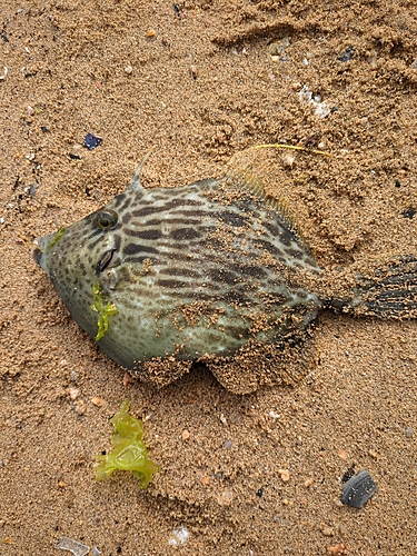 カワハギの釣果