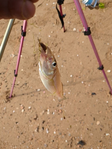 キスの釣果