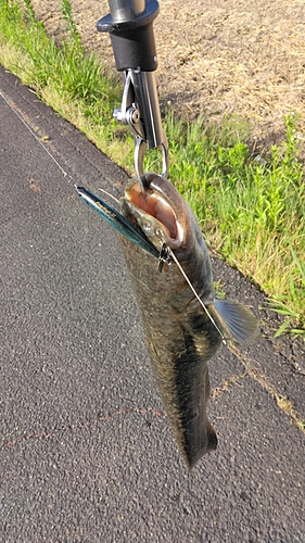 ナマズの釣果