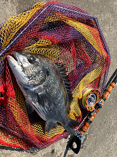 クロダイの釣果