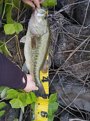 ブラックバスの釣果