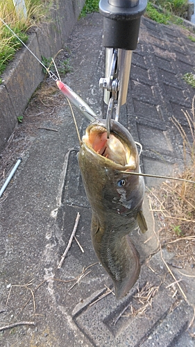 ナマズの釣果