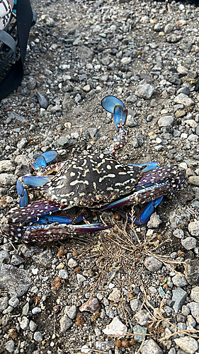 カニの釣果