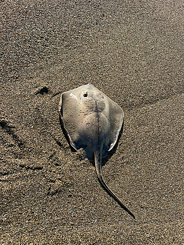 アカエイの釣果