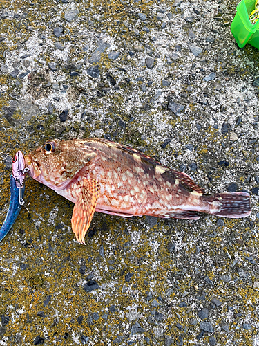 カサゴの釣果