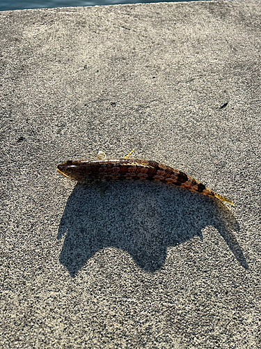 エソの釣果