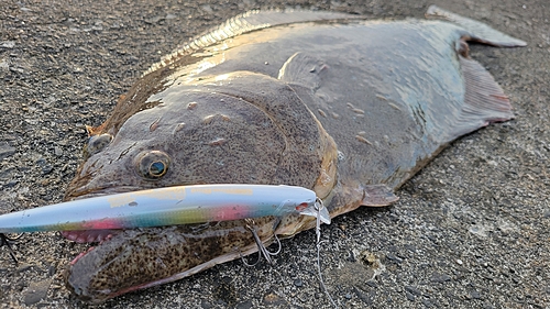 ヒラメの釣果