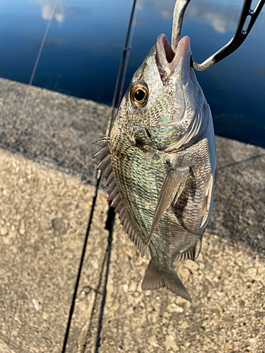 チヌの釣果