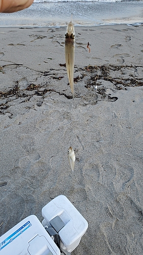 キスの釣果