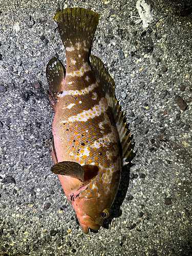 アコウの釣果